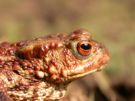 Common Toad (c) Philip Precey