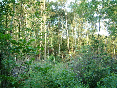 Coppiced woodland, Cloud Wood (Leicestershire and Rutland Wildlife Trust)