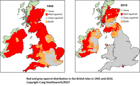 Red squirrels distribution map