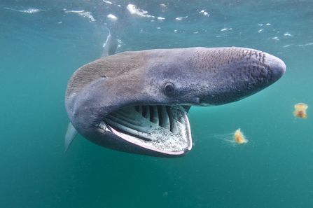 Basking shark, The Wildlife Trusts