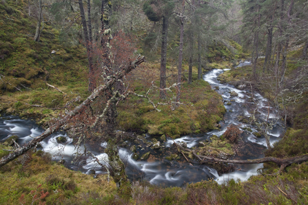 Stream running through ancient Scottish woodland, the Wildlife Trusts