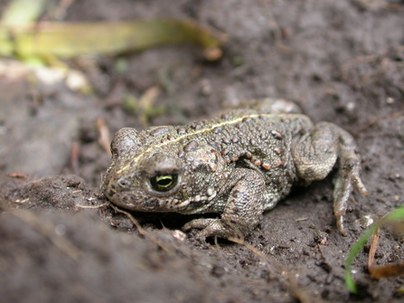 Natterjack toad, the Wildlife Trusts