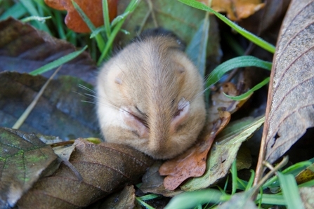 Common dormouse curled up in grass and dead leaves, The Wildlife Trusts