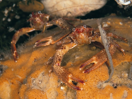 Squat lobsters