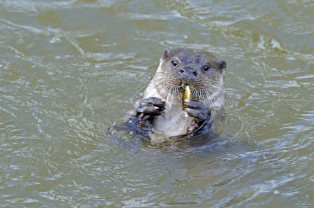 European otter eating a small fish in the water, The Wildlife Trusts