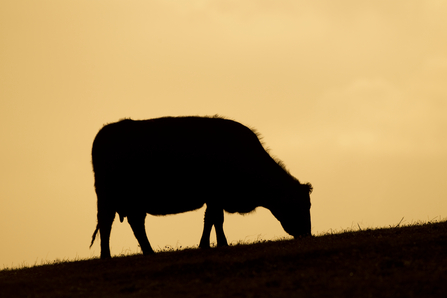 Cow silhouetted at sunset grazing, The Wildlife Trusts