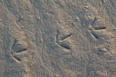 Wader Footprints (c) Peter Cairns/2020VISION