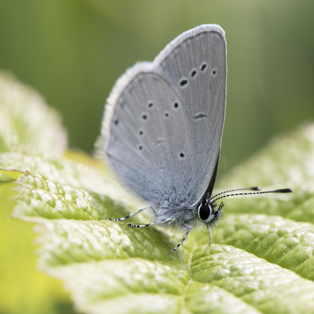 Small blue butterfly, the Wildlife Trusts