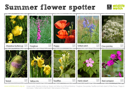 Summer flower spotting sheet