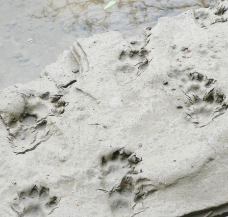 Otter prints cropped