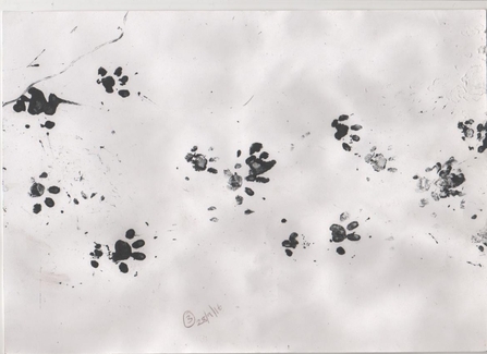 Hedgehog prints in ink