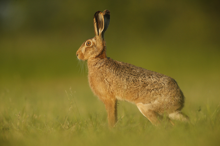 brown hare in green field
