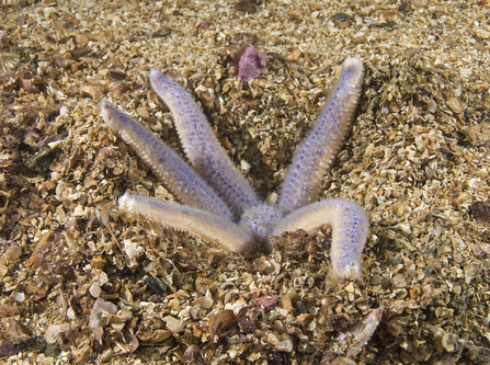 Common starfish, digging for prey