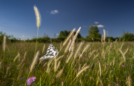 Marbled white butterfly explores grassland