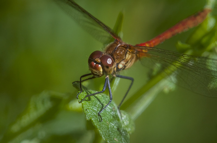 Ruddy darter dragonfly sitting on a leaf