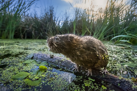 Water vole sat on a floating log