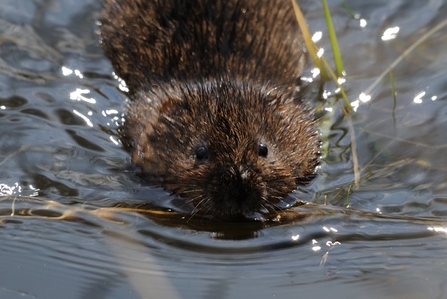 Water vole © Amy Lewis
