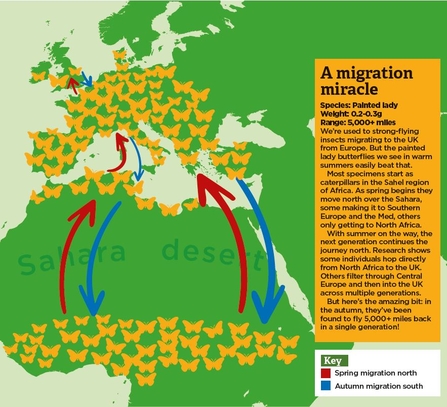 Painted lady migration map