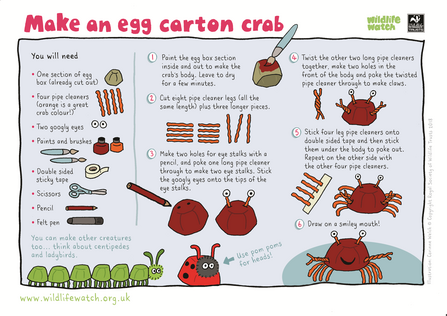 Make an egg carton creature activity sheet