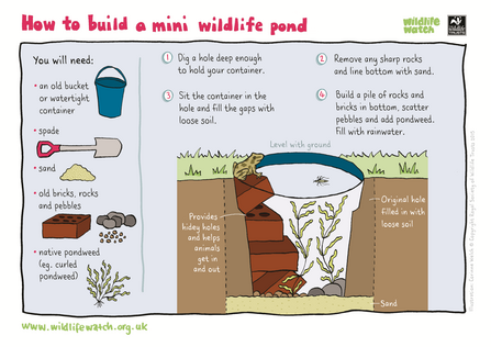 Make a mini pond activity sheet
