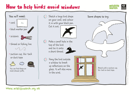 Help birds avoid windows activity sheet