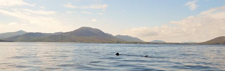 A solitary basking shark swimming with Malin Head in the background © Donal Griffin