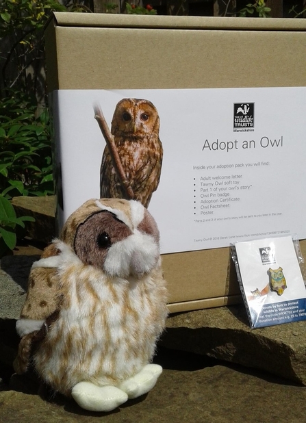 tawny owl adoption pack