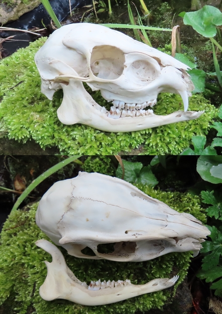 Muntjac juvenile skull