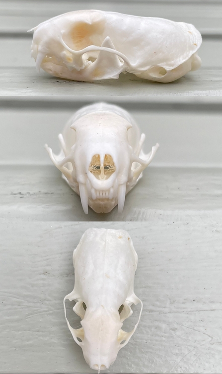 Weasel skull