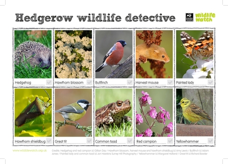 Spot hedgerow wildlife 