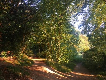 A view of a forking path within a woodland, the sun is shining through the trees.