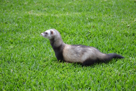 A domestic ferret standing on a lawn