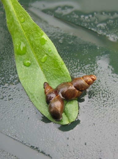 Two pond mud snails resting on a leaf. They're tiny snails, with a slender, spiralling brown shell.