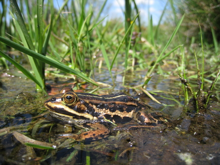 A northern pool frog floats in a pool, surrounded by water plants