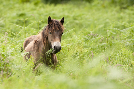 An Exmoor mpony surrounded by green bracken, chewing a moutful of grass