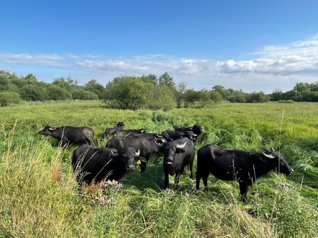 A herd of water buffalo standing in a wet grassland, with an expanse of blue sky above them