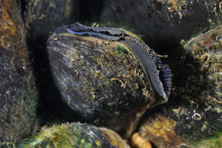 A freshwater pearl mussel on a riverbed, its two ovioid shells slightly apart as it opens to filter water