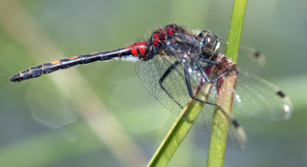 A male white-faced darter dragonfly perched on a leaf. It has a body with a long black abdomen. The front of the face is white.