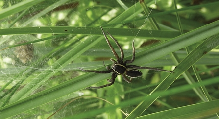A fen raft spider climbs over waterside vegetation. It has a dark brown body with pale markings on the thorax and abdoment
