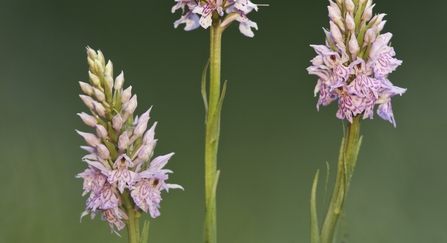 Common-spotted orchid - (Dactylorhiza fuchsii), Hardington Moor NNR, Somerset