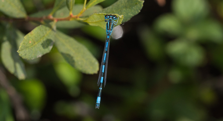 A male southern damselfly clings to a leaf, its long body hanging down below. It's a long, thin blue insect with black markings and large eyes either side of a hammer-shaped head. It has a distinctive mercury-shaped marking at the top of the abdomen