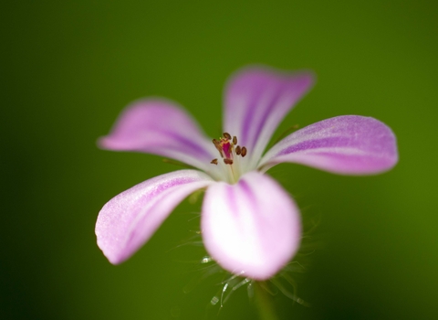 Herb-Robert
