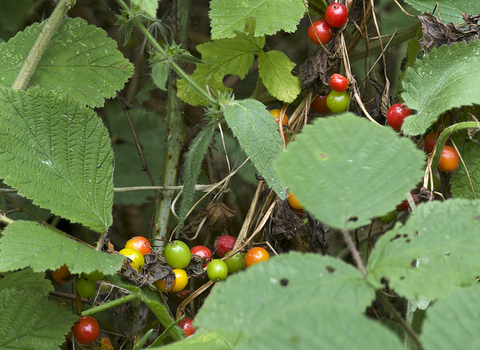 Black Bryony