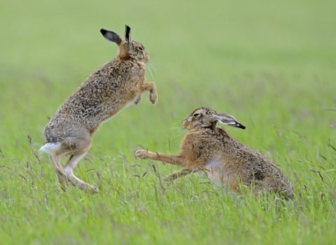 boxing hare