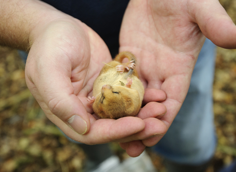 Hazel Dormouse in hands Terry Whittaker/2020VISION