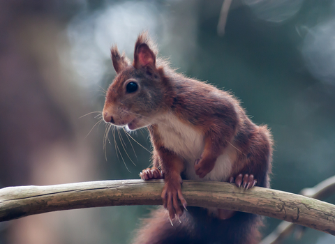 Red Squirrel (c) Mike Snelle