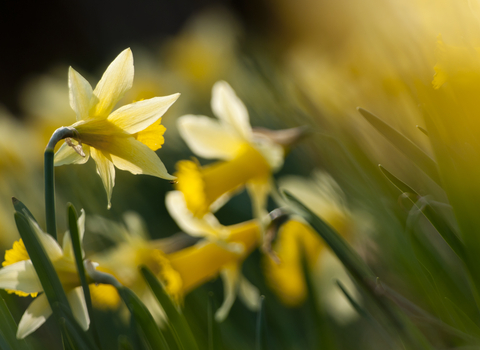 Daffodils (c) Ross Hoddinott/2020VISION