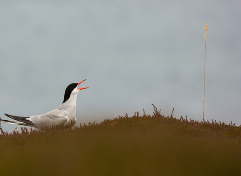 Common tern adult calls from near its nest site amongst the heather, The Wildlife Trusts