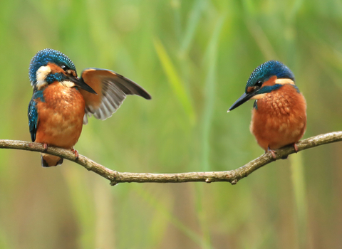 Two kingfishers sitting on branch, The Wildlife Trusts