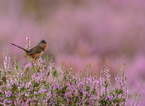 Dartford warbler among pink flowers, The Wildlife Trusts